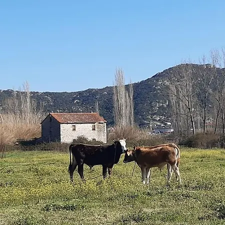 《μάνα γη》 فيلة توروني
